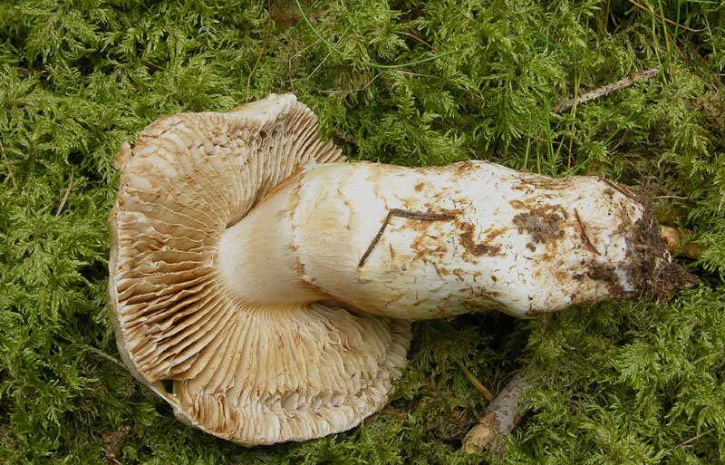 Cortinarius fraudulosus da confermare.